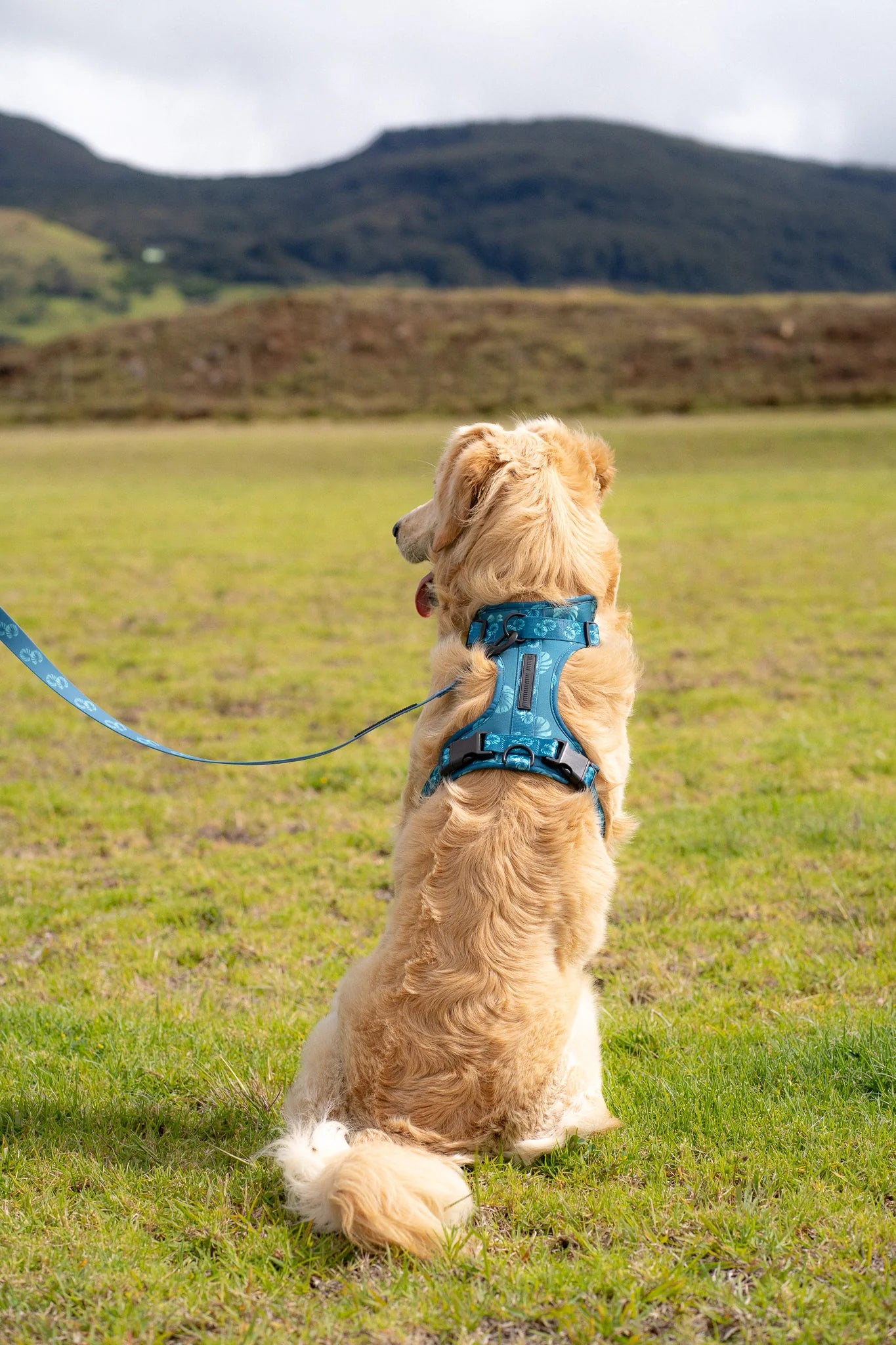 Holoholo Dog Harness