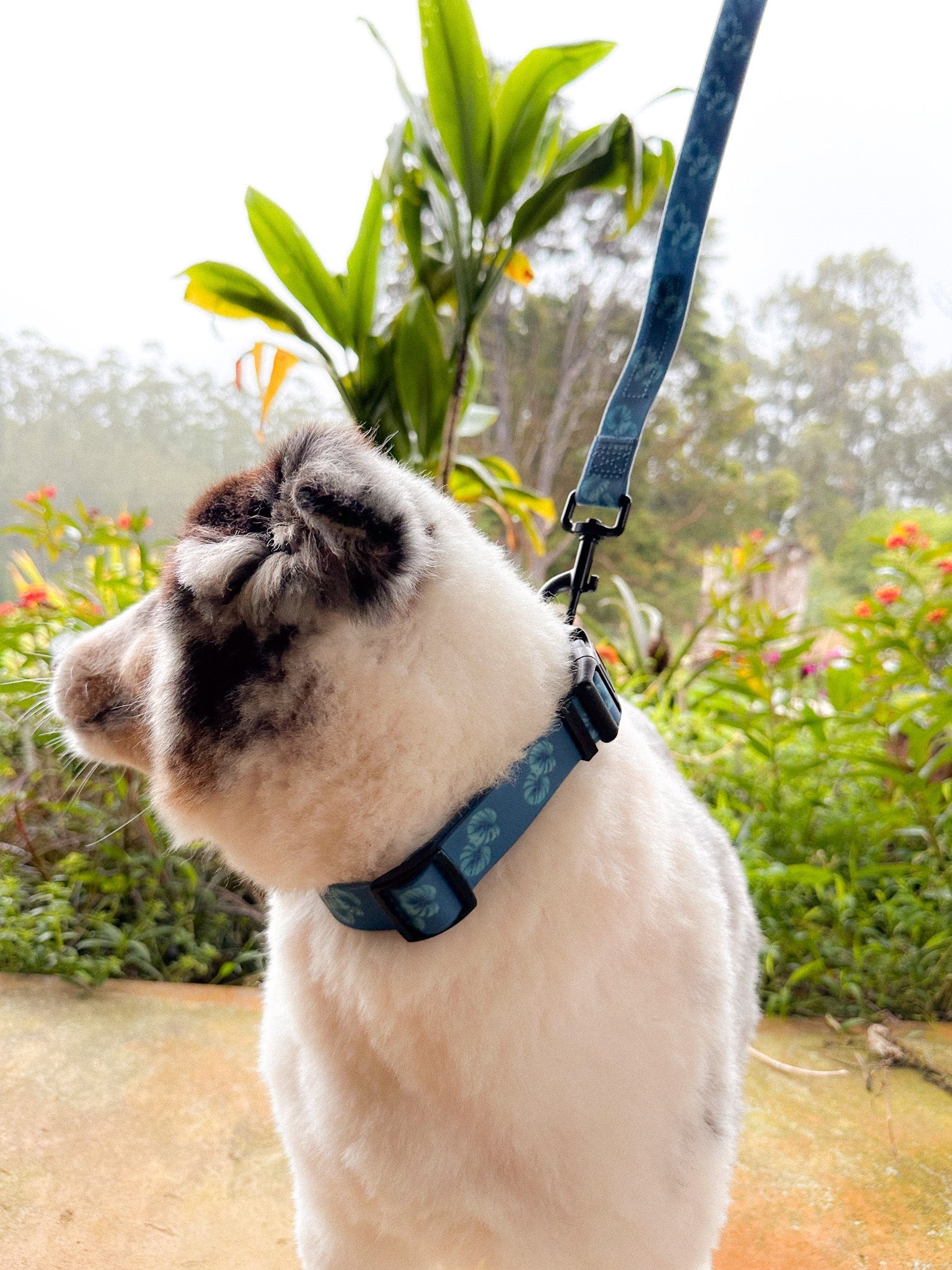 Ku'u Lei Dog Collar