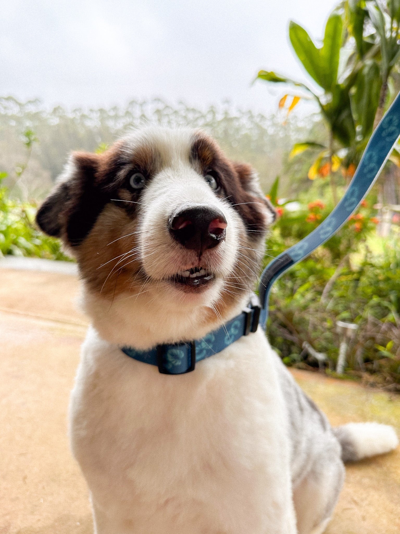 Ku'u Lei Dog Collar