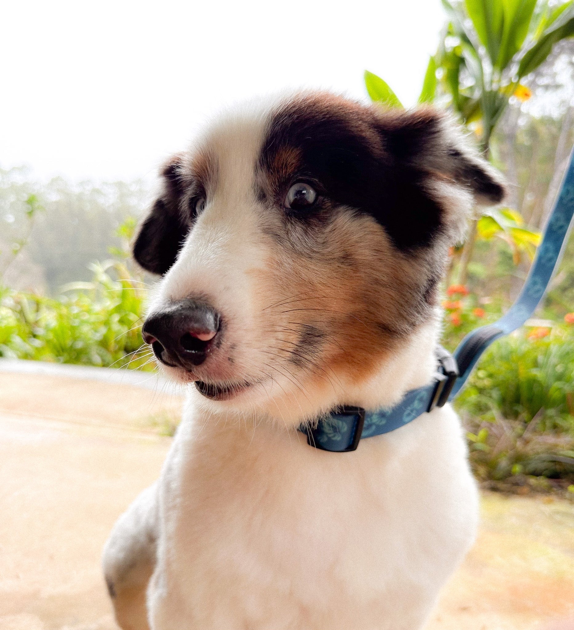 Ku'u Lei Dog Collar