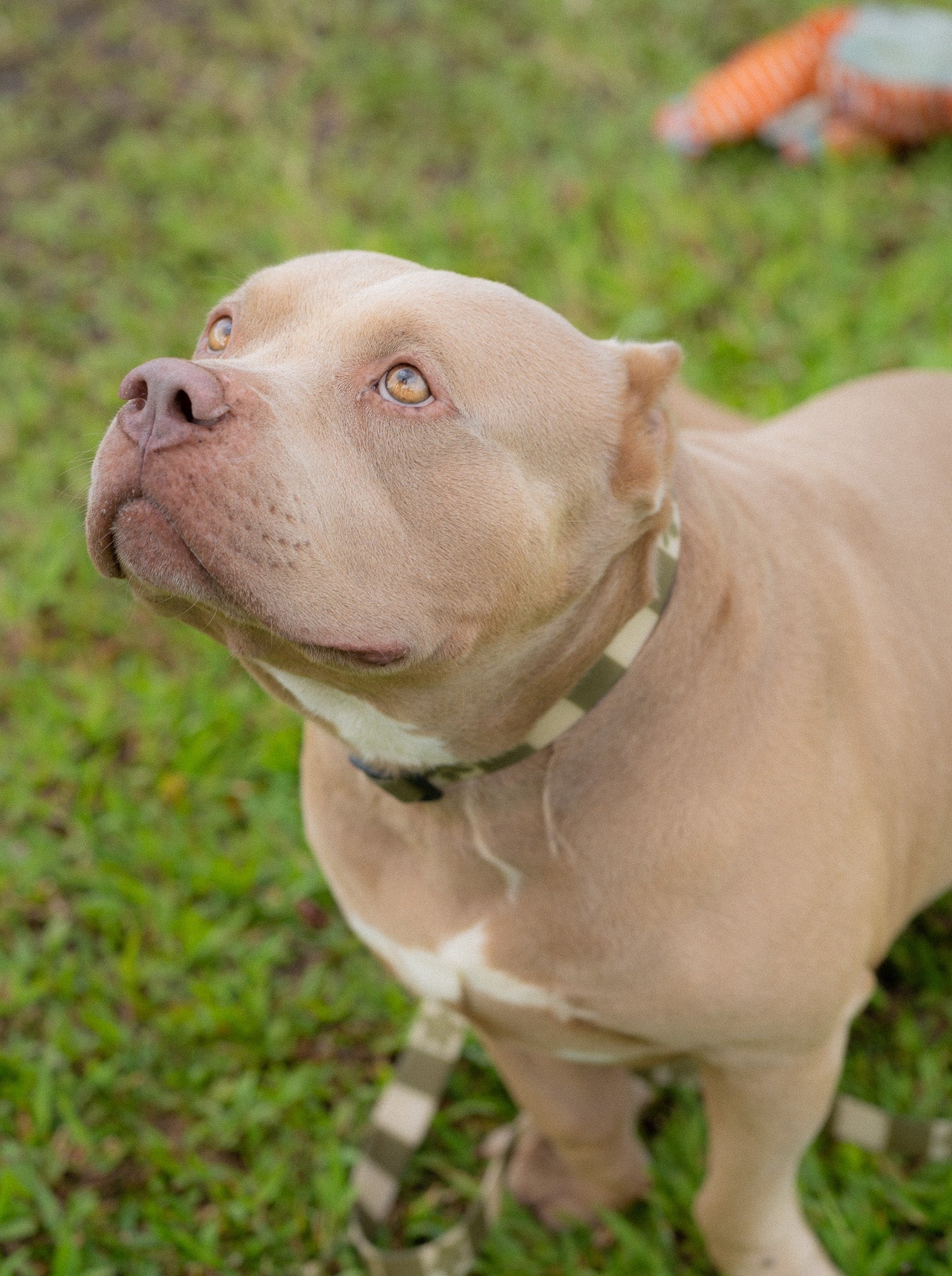 Ku'u Lei Dog Collar