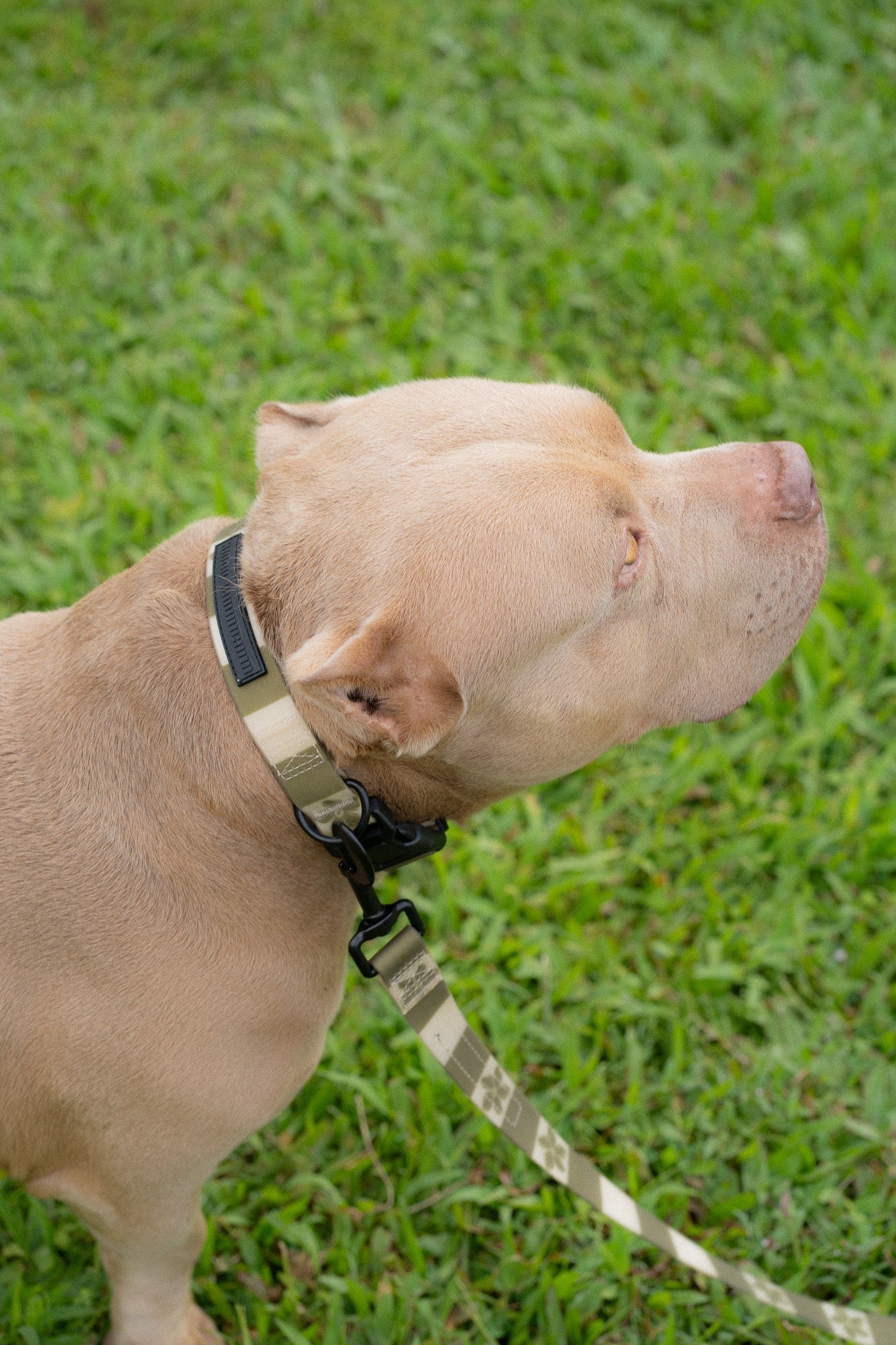 Ku'u Lei Dog Collar