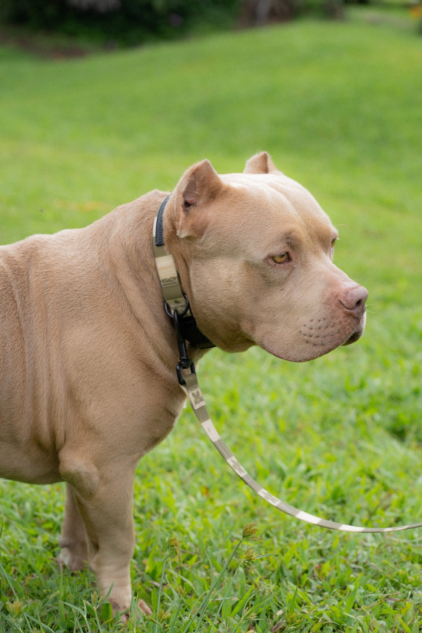 Ku'u Lei Dog Collar