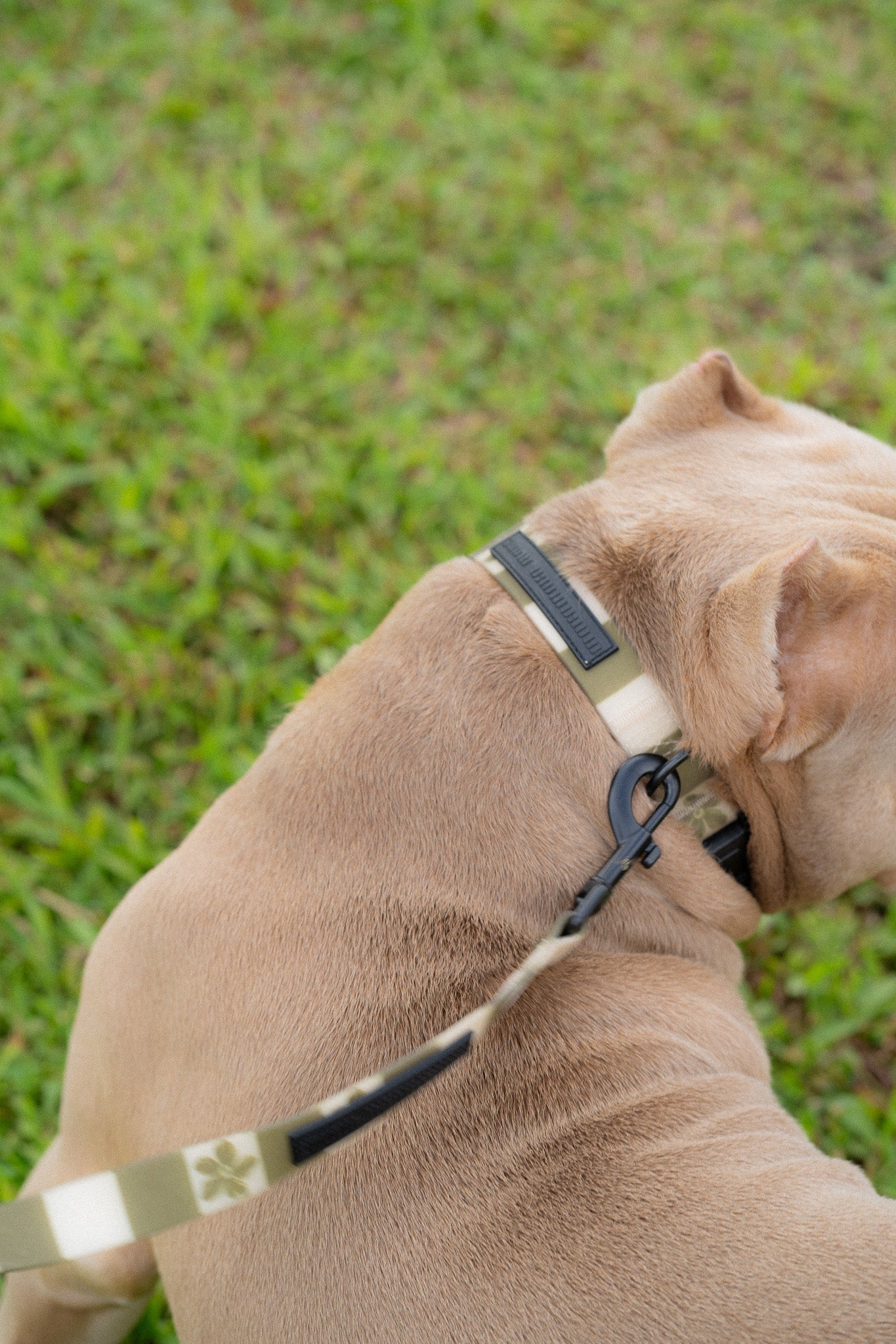 Ku'u Lei Dog Collar