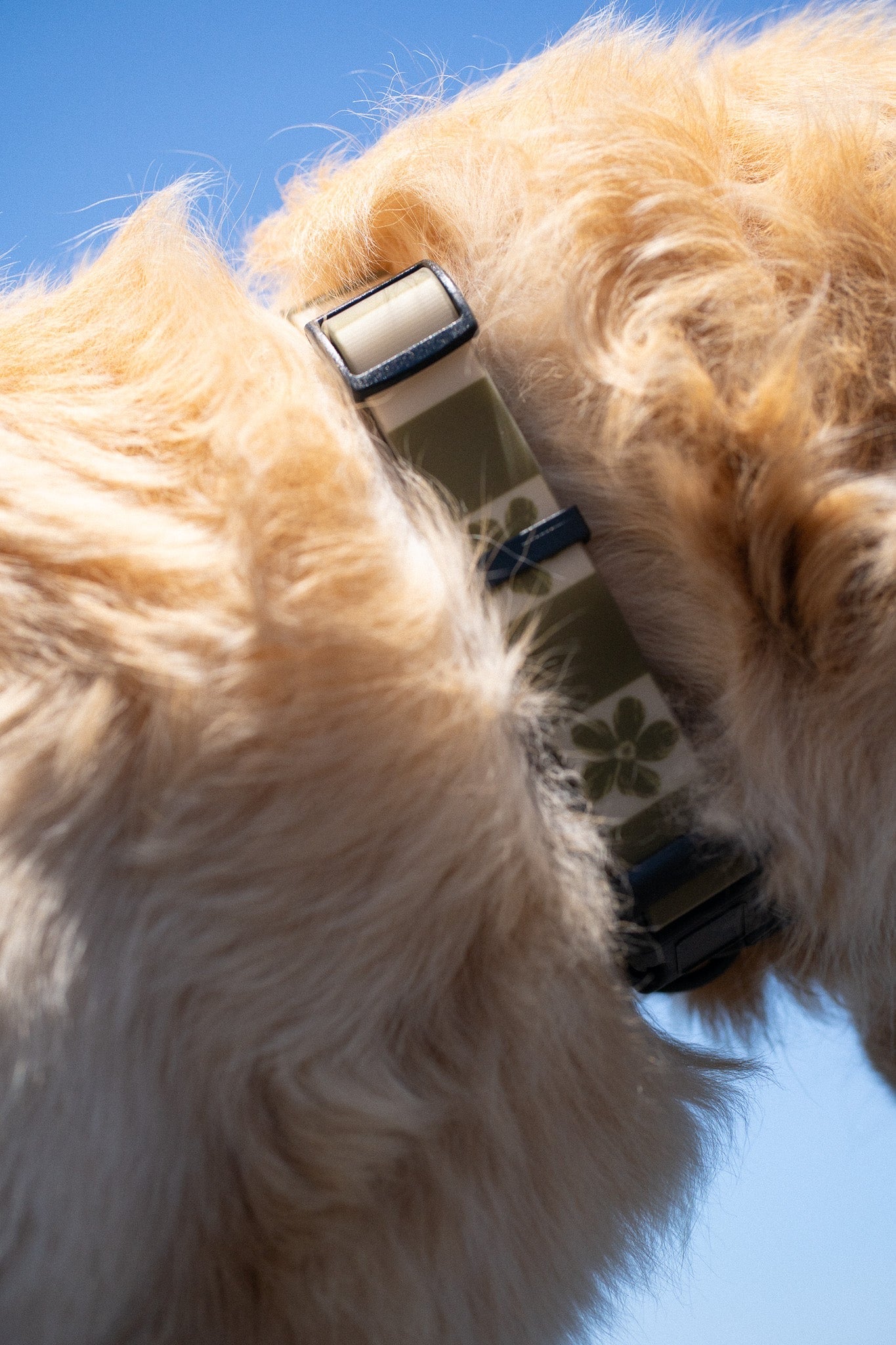 Ku'u Lei Dog Collar