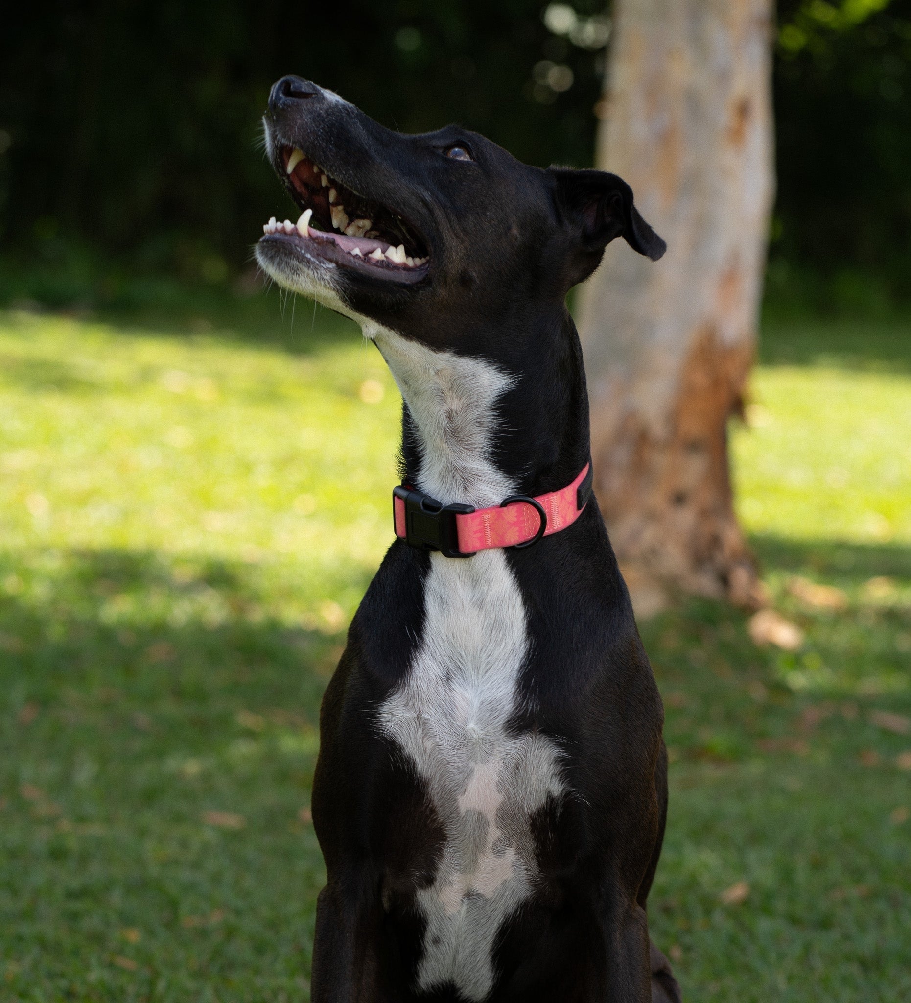 Ku'u Lei Dog Collar