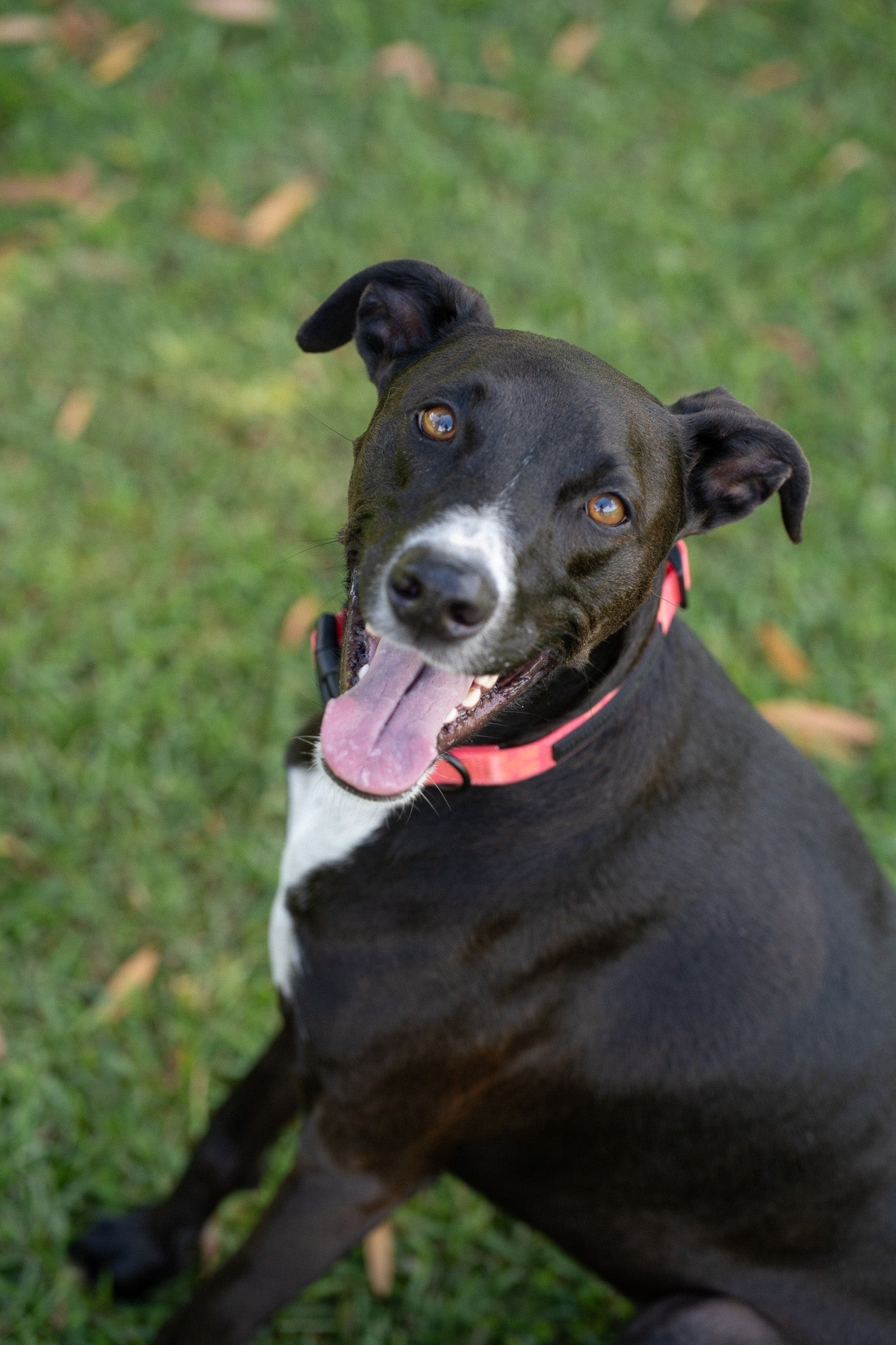 Ku'u Lei Dog Collar