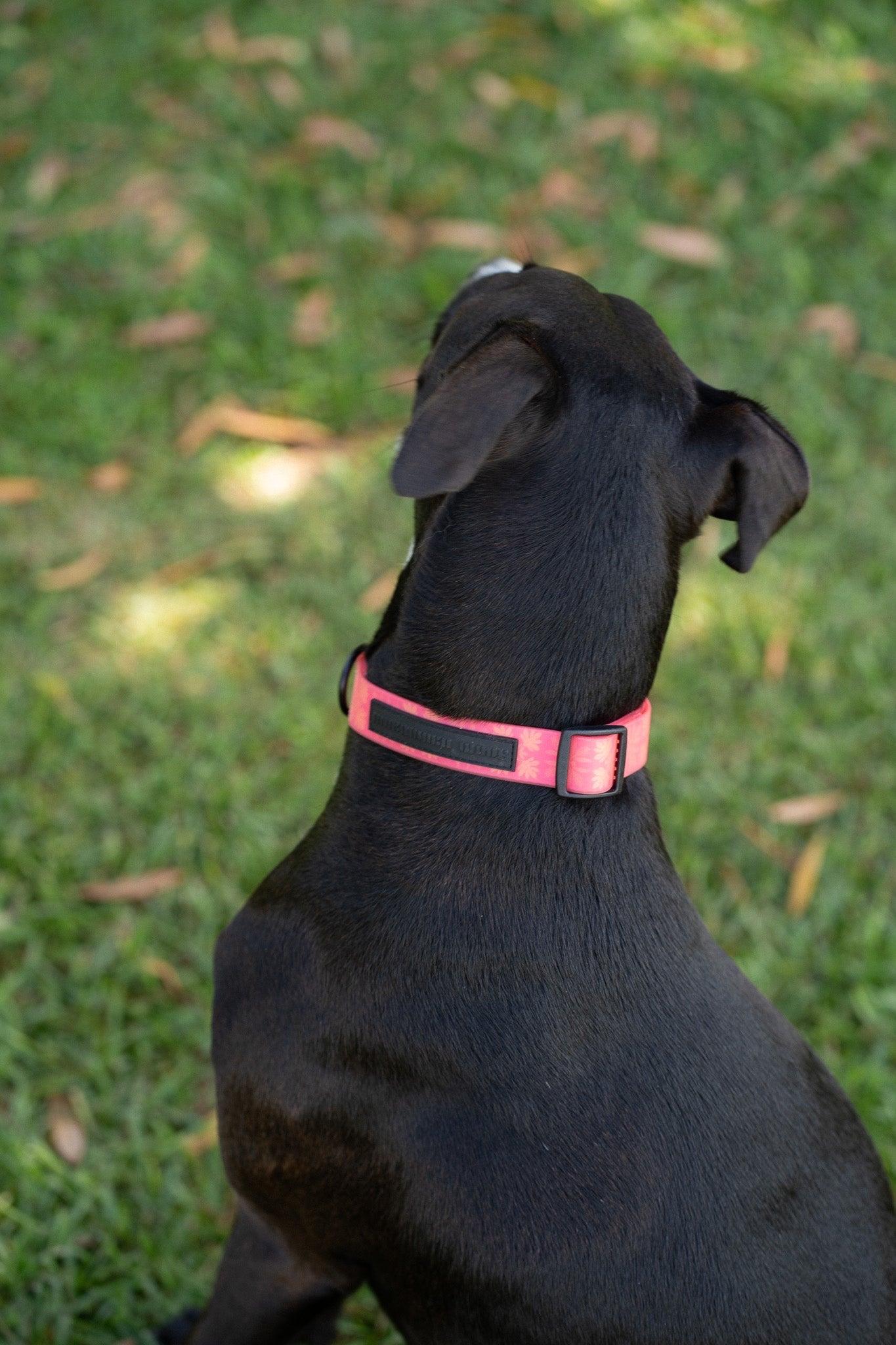 Ku'u Lei Dog Collar